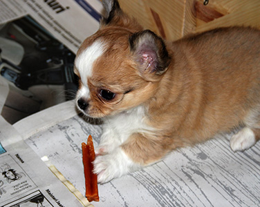 Yoda herkkuhetki 12.10.2016