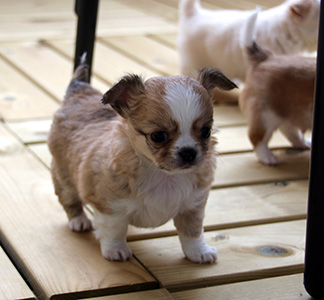 Yoda ensimmäistä kertaa ulkona