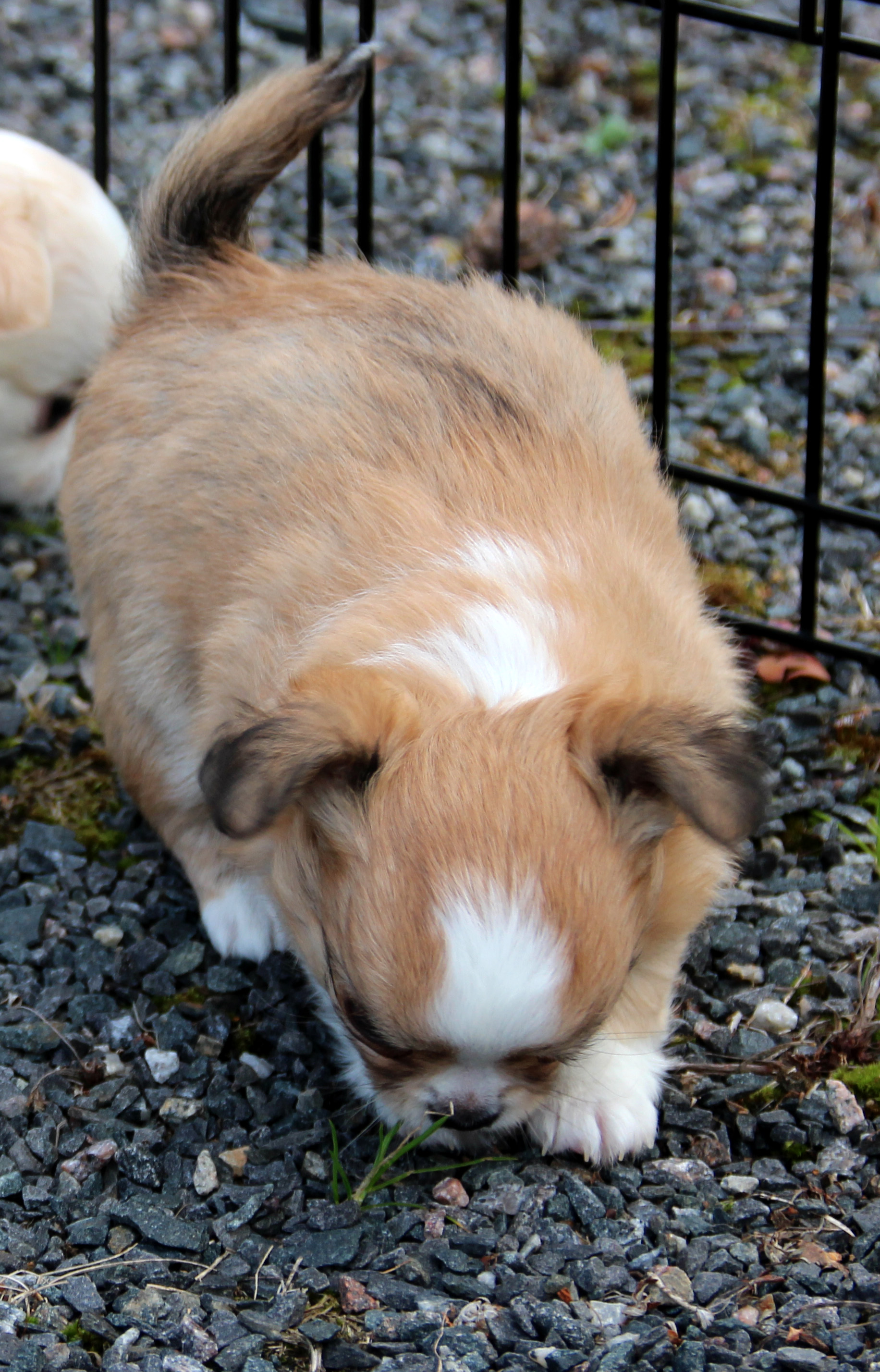 Yoda pihalla (6 vko)