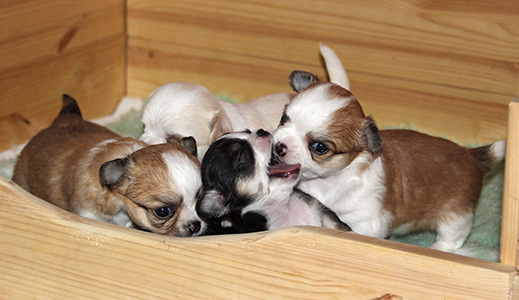 Kolmeviikkoisten pentuelämää