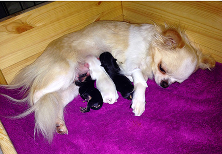 Sesi ja pennut kotonasynnytyksen jälkeen