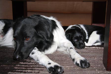 Doti ja Jilske sohvapöydän alla