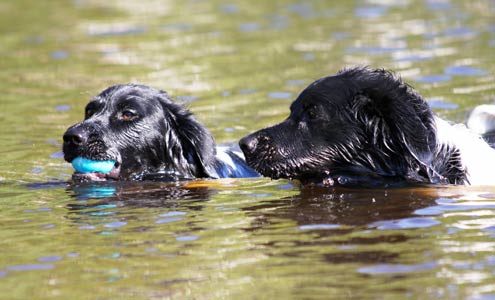 Doti ja Jilske uimassa