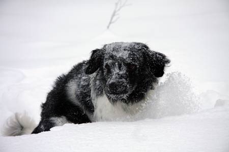 Doti talvimetsässä