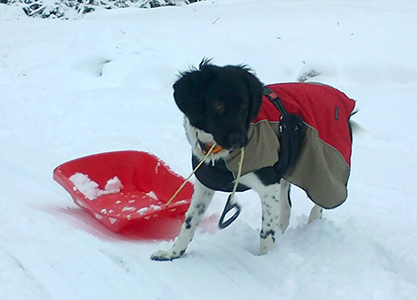 1.12.2013 Jaape pulkan vedossa