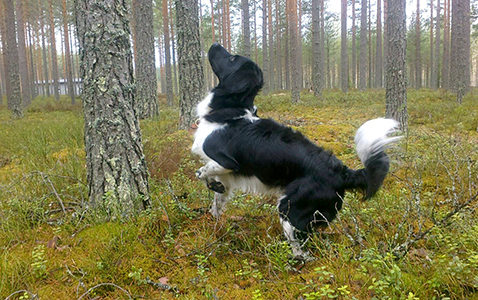 12.5.2014 Jaapen seisonnan harjoittelua