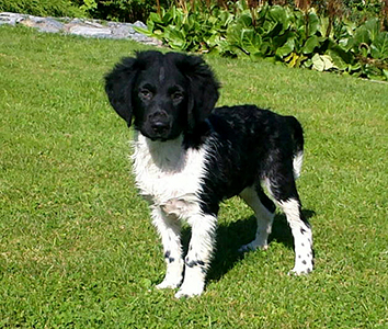 27.7.2013 Jaapen ensimmäinen uintiretki takana