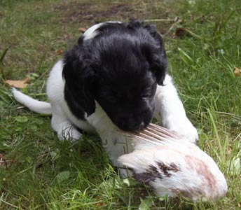 Jaasje siiven kanssa