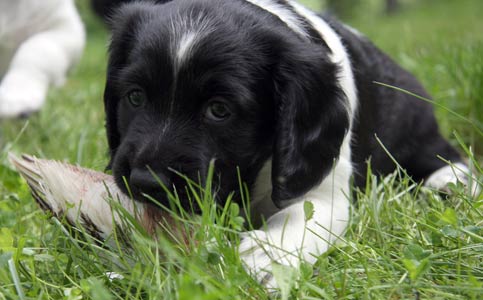 Jaenca siiven kanssa