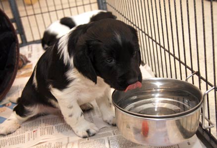 Janca maistaa vettä