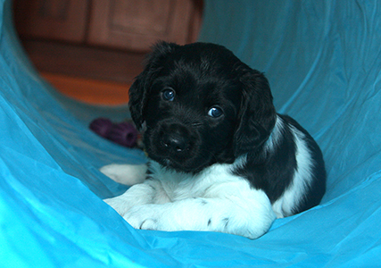 Jeepo uudessa putkessa