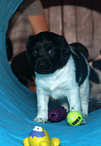 Jelsko uudessa putkessa