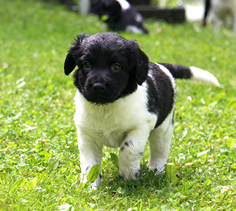 Jelsko sateeseen tutustumassa