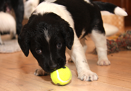 Jespe leikkii pallolla