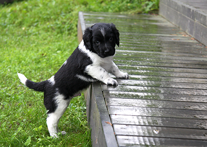 Jespe sateeseen tutustumassa