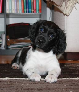 Jilske ensimmäisenä päivänä kotona