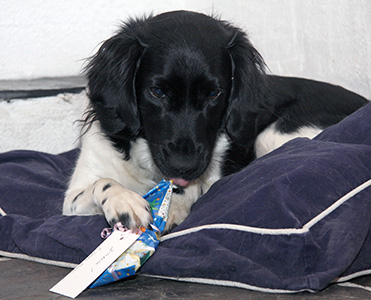 Jilske joululahjaa avaamassa