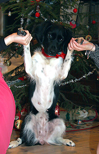 Jilske joulupiirissä