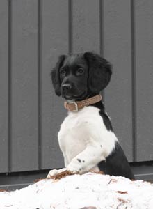 Doti keväällä ulkona