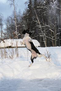 Jilkse lumipallon perassa