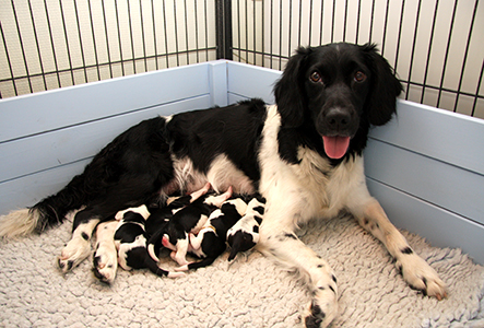 Jilske ja pennut  synnytyksen jälkeen