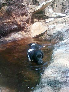 Jilske vilvoittelee metsässä