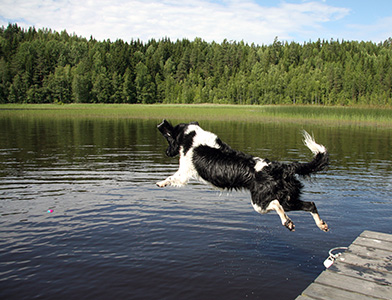 Jilsken hyppy laiturilta