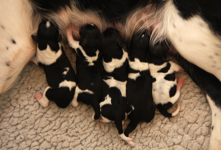 Imuskelua syntymäpäivänä