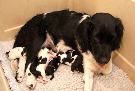 Jilske ja pennut synnytyksen jälkeen