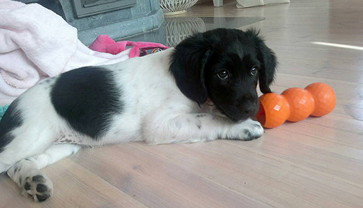  28.6.2013 Mella uudessa kodissa