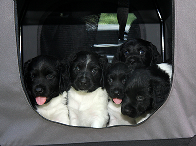 Päästiin autoajelulle 11.8.2017