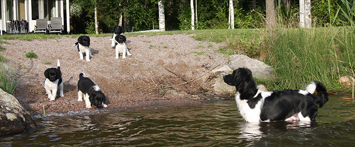 Uskaltaiskohan iltauinnille?