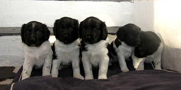 Päivää vaille 5 vkoa