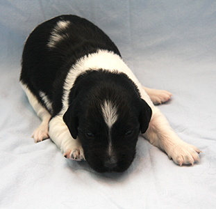 Pentu 2 kaksi viikkoa