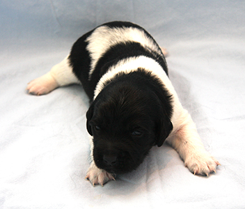 Pentu 3 kaksi viikkoa