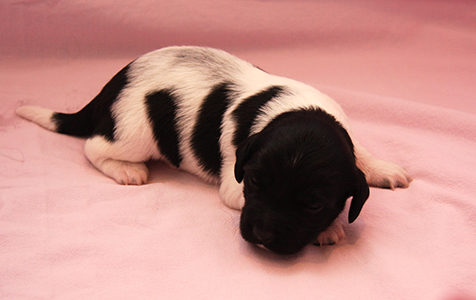 Pentu 4 kaksi viikkoa