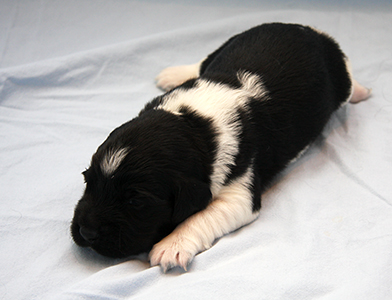 Pentu 5 kaksi viikkoa