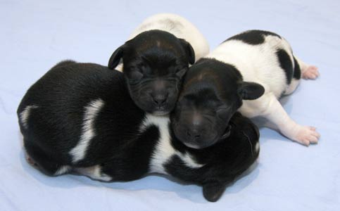 Poikapennut 2 päivää