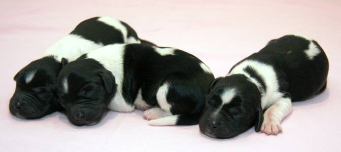 Tyttöpennut 2 päivää