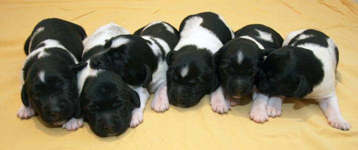 Pennut viikon ikäisiä