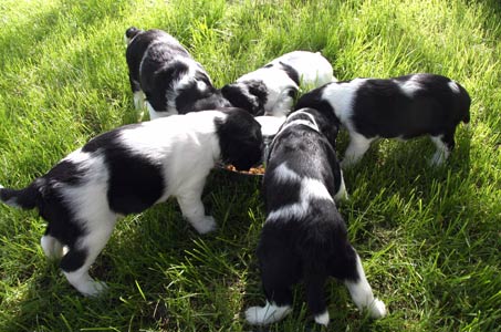 Pennut ruokailemassa ulkona(4vko 1pv)