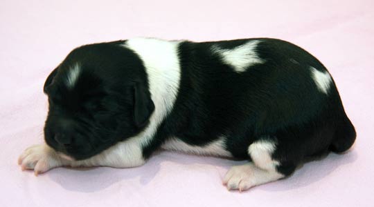 Pentu 1 6 päivää vanhana