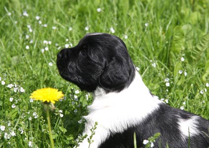 Janca 1. kertaa ulkona