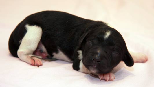 Pentu 1 syntymäpäivänä