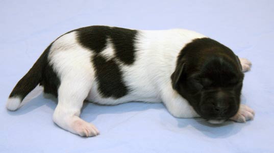 Pentu 2 6 päivää vanhana