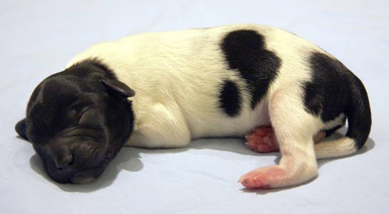 Pentu 2 syntymäpäivänä