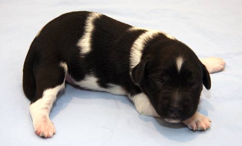 Pentu 3 6 päivää vanhana