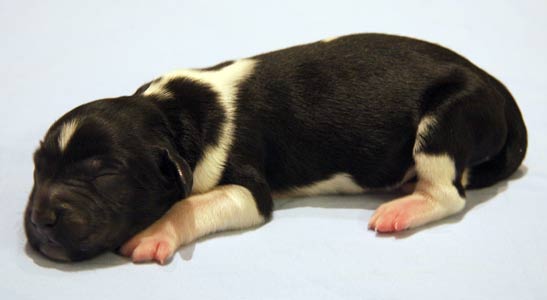 Pentu 3 syntymäpäivänä