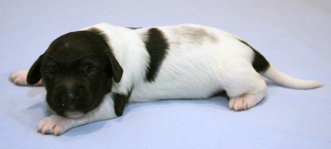 Pentu 4 6 päivää vanhana