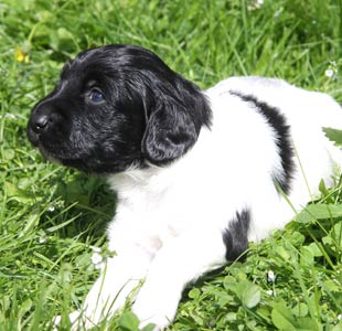 Jaasje 1. kertaa ulkona